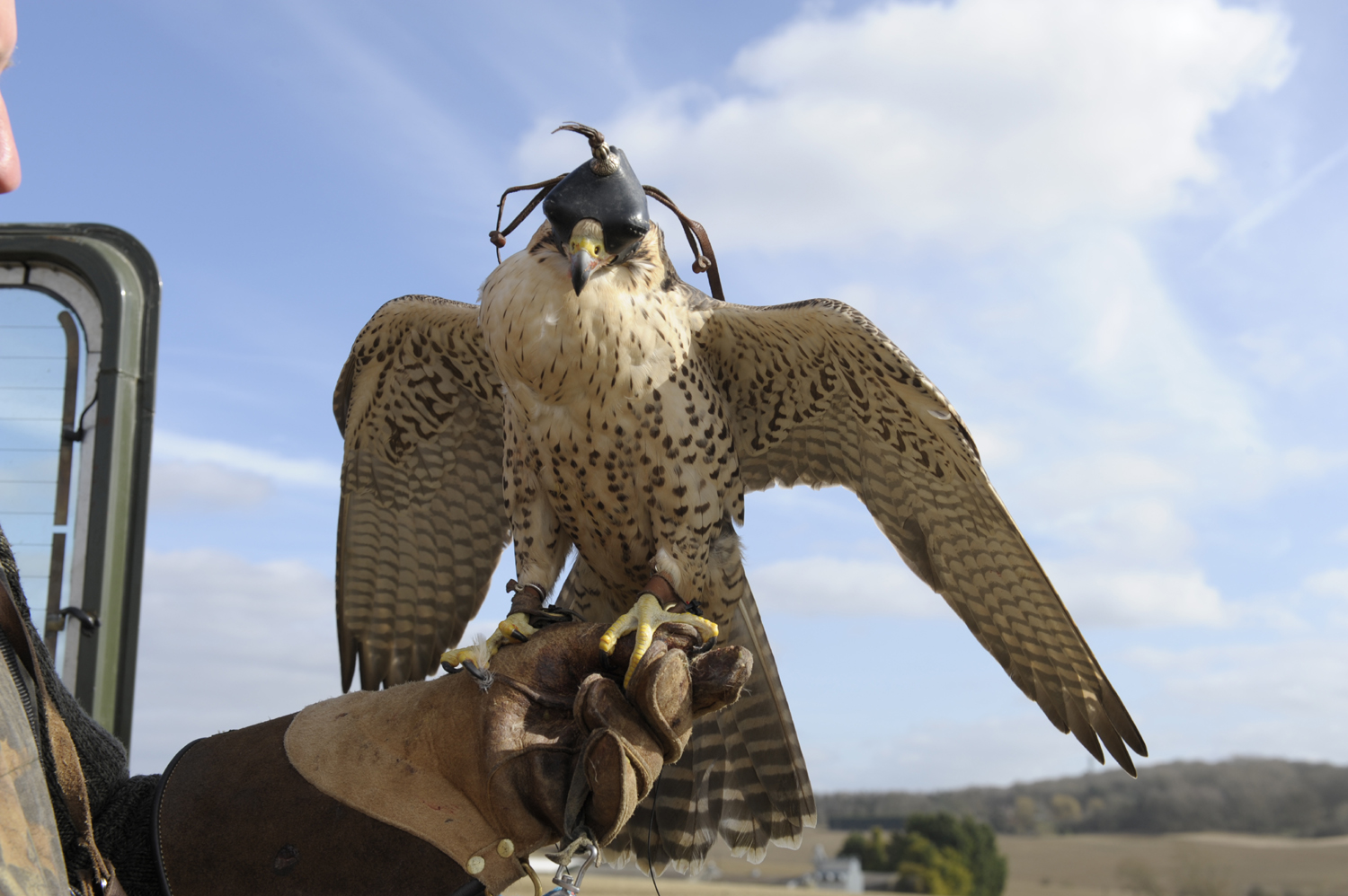 Gallery Roedel Falconry (Newbury, Berkshire, England)