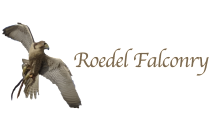 Roedel Falconry (Newbury, Berkshire, England)