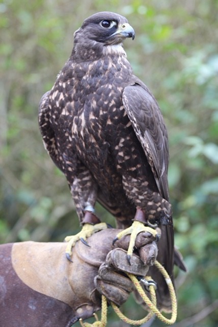 Gyr Falcon