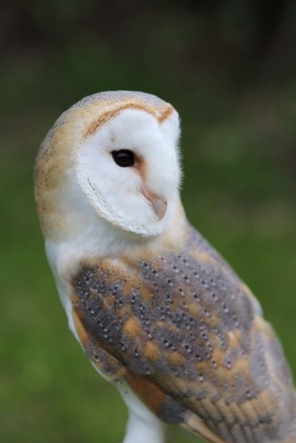 Barn Owl