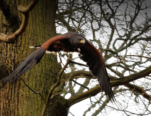 Harris Hawk In Flight