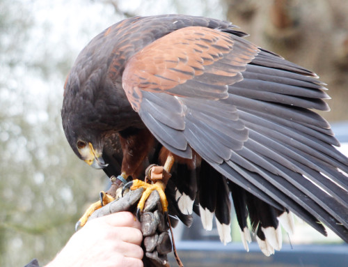 Harris Hawk On Glove