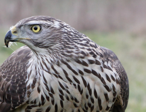 Goshawk